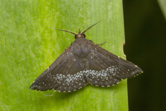 Adrapsa geometroides