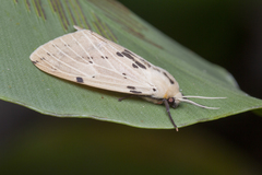 Spilarctia hypogopa
