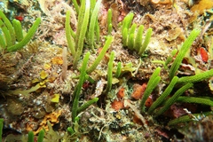 Caulerpa brownii