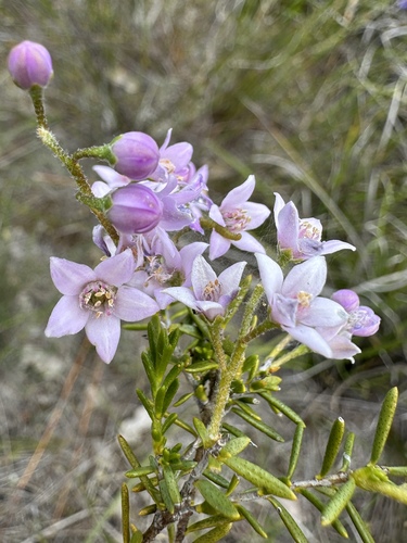 Pepper and Salt (Philotheca spicata)