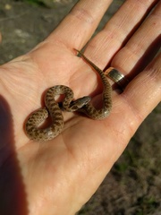 Hypsiglena ochrorhynchus klauberi