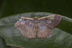 Peratophyga venetia