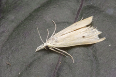 Scirpophaga incertulas