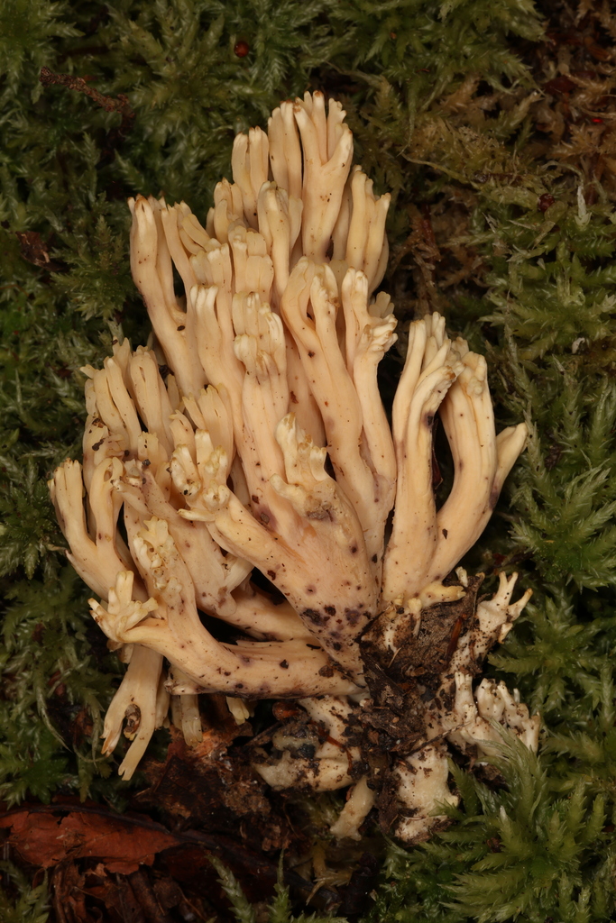 Ramaria sp. 'MA01'