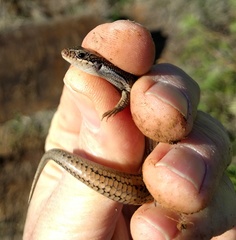 Plestiodon skiltonianus interparietalis