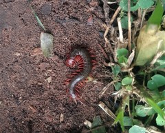 Cormocephalus nitidus