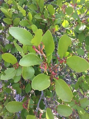 Muellerina celastroides