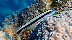 Neon Goby photo 4
