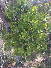 Muellerina celastroides