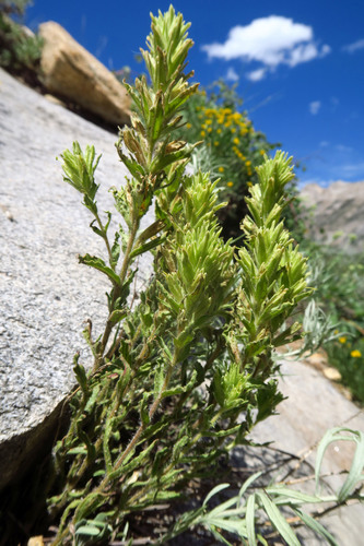 sticky Indian paintbrush (Castilleja viscidula)