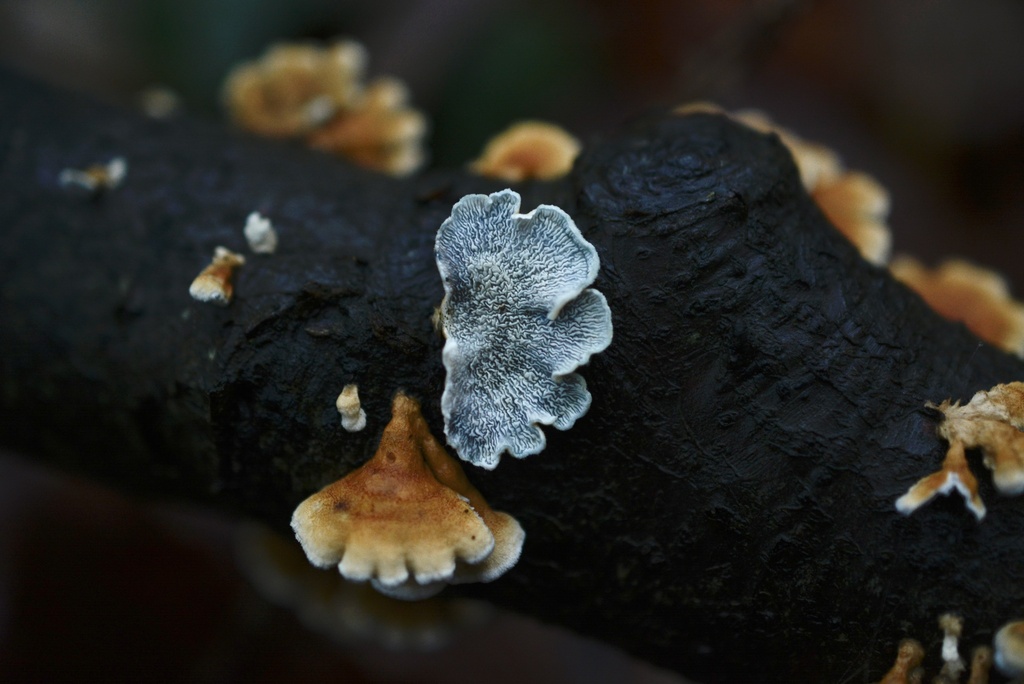 Plicatura crispa · November 2025 · photo: © cryptomarasmius (iNaturalist, cc-by)