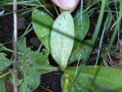 Alepidea natalensis