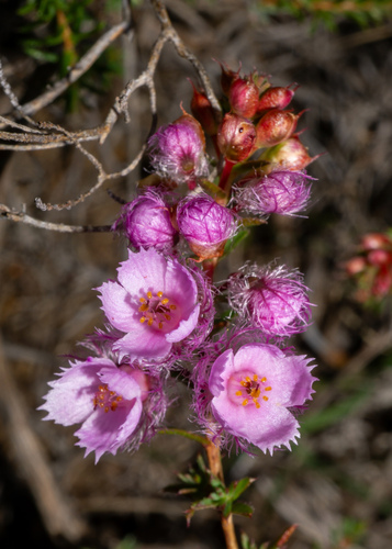 Native-tea (Verticordia pennigera)