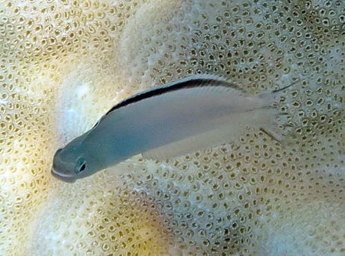 Imposter fangblenny (Plagiotremus phenax) — Blenniidae — 5