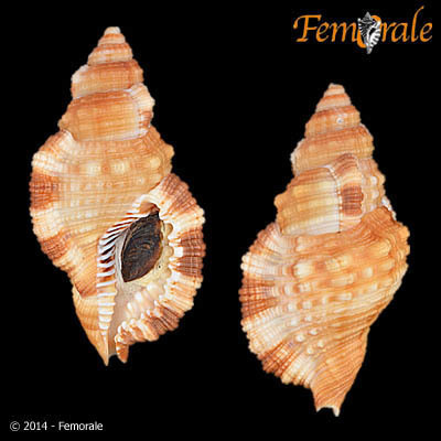 intermediate hairy triton