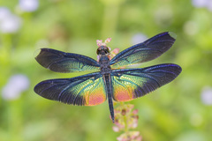 Rhyothemis plutonia