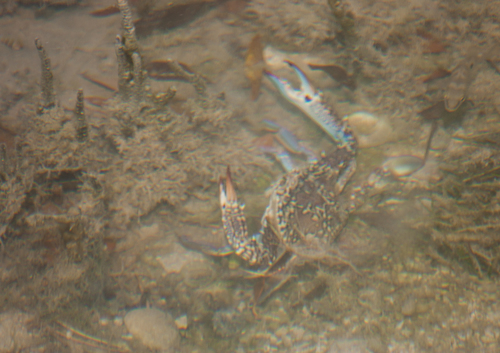 Portunus pelagicus