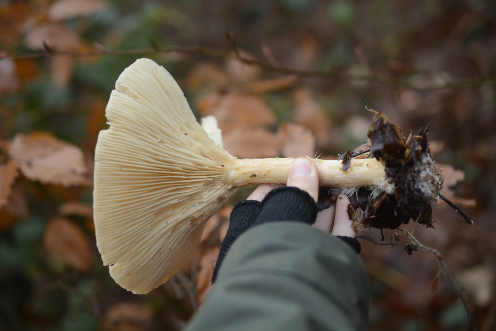 Infundibulicybe geotropa · November 2025 · photo: © cryptomarasmius (iNaturalist, cc-by)