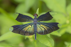 Rhyothemis plutonia