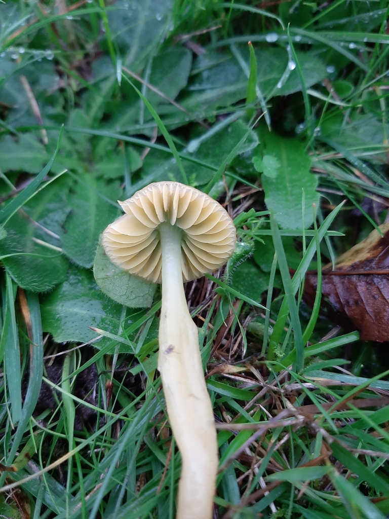 Gliophorus psittacinus · November 2025 · photo: © janetav (iNaturalist, cc-by)