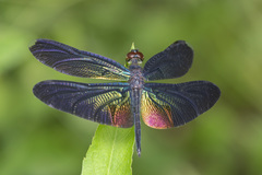 Rhyothemis plutonia