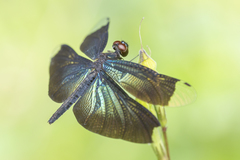 Rhyothemis plutonia