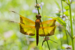 Camacinia gigantea