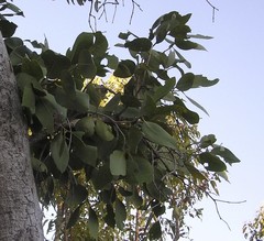 Terminalia ferdinandiana