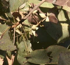 Terminalia ferdinandiana