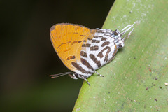 Drupadia ravindra moorei