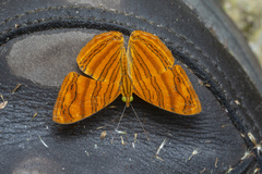 Chersonesia intermedia