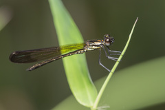 Heliocypha biforata