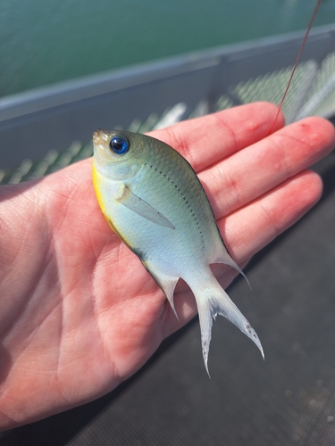 Damselfish (Acanthochromis polyacanthus) — Pomacentridae — 2