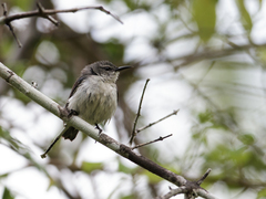 Amani Sunbird photo 2