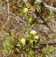 Phyllota pleurandroides