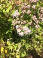 Angiospermae