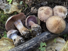 Cortinarius lucorum