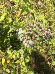 Angiospermae