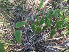 Platylobium parviflorum