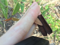 Platylobium parviflorum