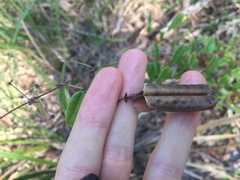 Platylobium parviflorum