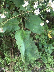 Magnoliopsida