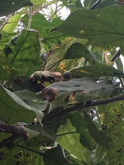 Magnoliopsida