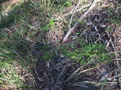 Platylobium parviflorum