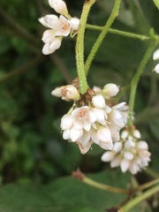 Magnoliopsida