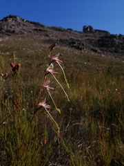 Disa multifida