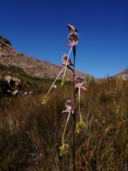 Disa multifida