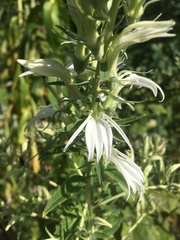 Lobelia pyramidalis