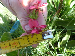 Indigofera hedyantha