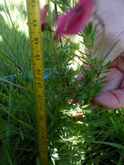 Indigofera hedyantha
